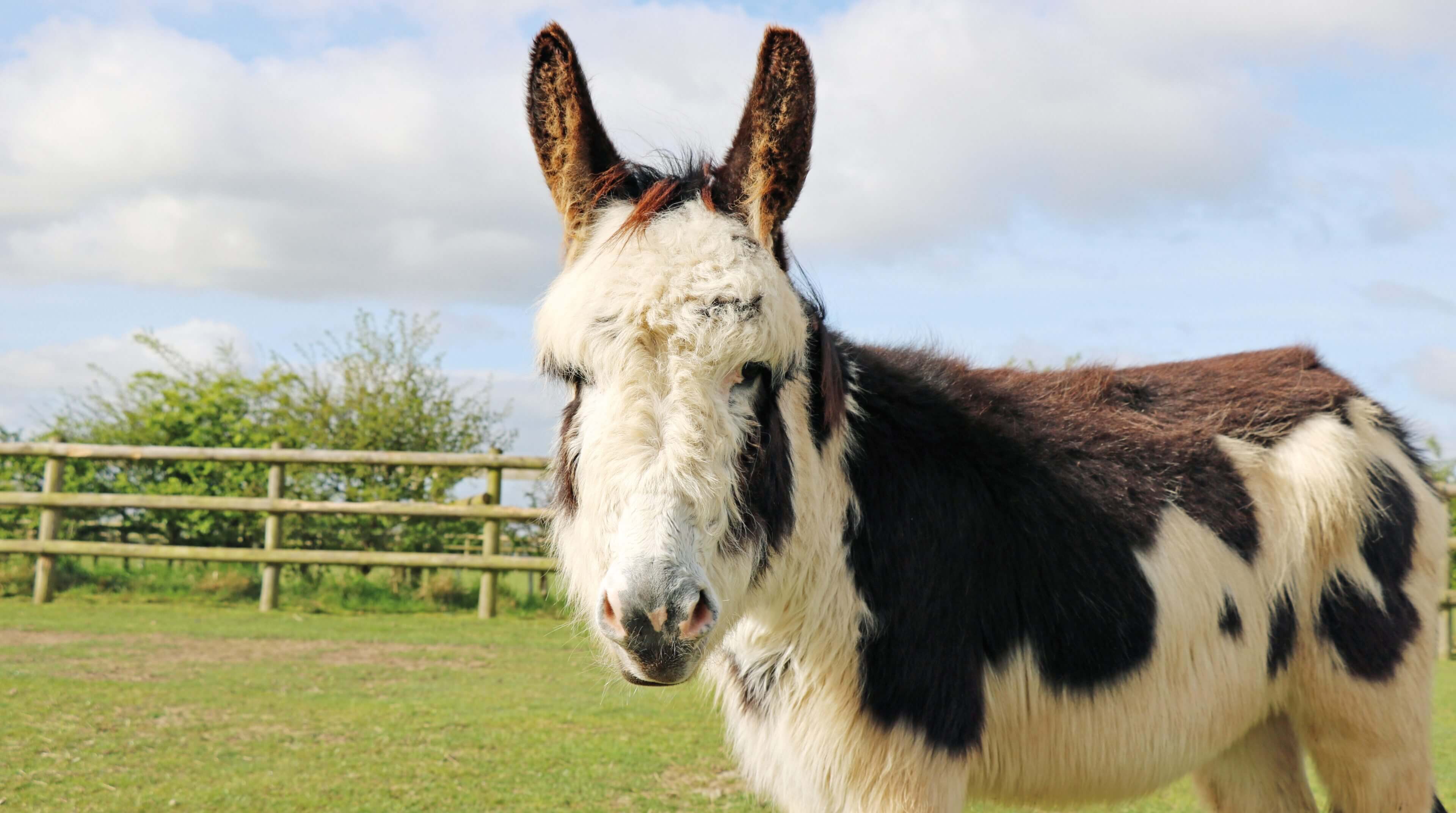piebald donkey stood in a field looking at the camera