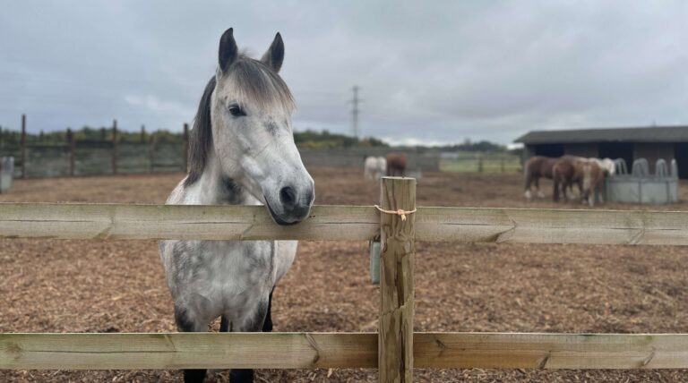 dappled grey horse with his head over the fence, a few horses are grazing in the background