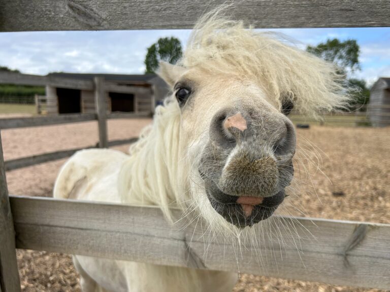 A close-up of Pika, a small cream-colored Shetland pony, poking its nose through a wooden fence. The pony has a fluffy mane blowing slightly to the side and a pink spot on its dark muzzle. In the background, there are wooden stables, a sandy paddock, and green trees under a partly cloudy sky.