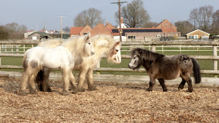 L-R: Puffin, Snowbunting, Pecan