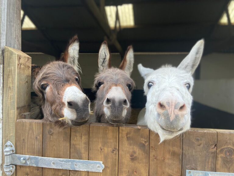 L-R: Marlene, Janice, Gnasher