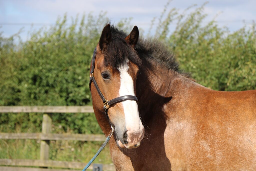 Hovis, a bay horse with a white blaze, standing in a field and looking directly at the camera, wearing a brown halter with a lead rope attached. A wooden fence and green hedgerow are visible in the background under a blue sky.