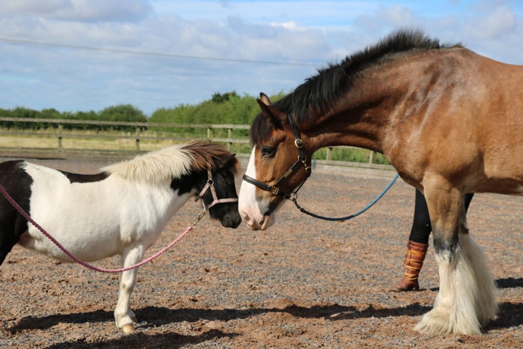Hovis, a large chestnut horse with a white blaze and feathered legs, gently touches noses with a small black and white pony in a paddock, both on lead ropes. The two horses share a quiet, affectionate moment under a blue sky with scattered clouds.