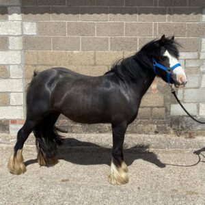 4715d65e-bfc7-4707-90f9-add64a33bb7a-300x300