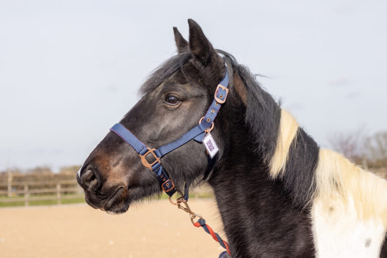 Close-up of a piebald horse wearing a blue headcollar with rose gold fittings and a QR code tag, standing in a sandy paddock with a blurred fence and grassy field in the background.