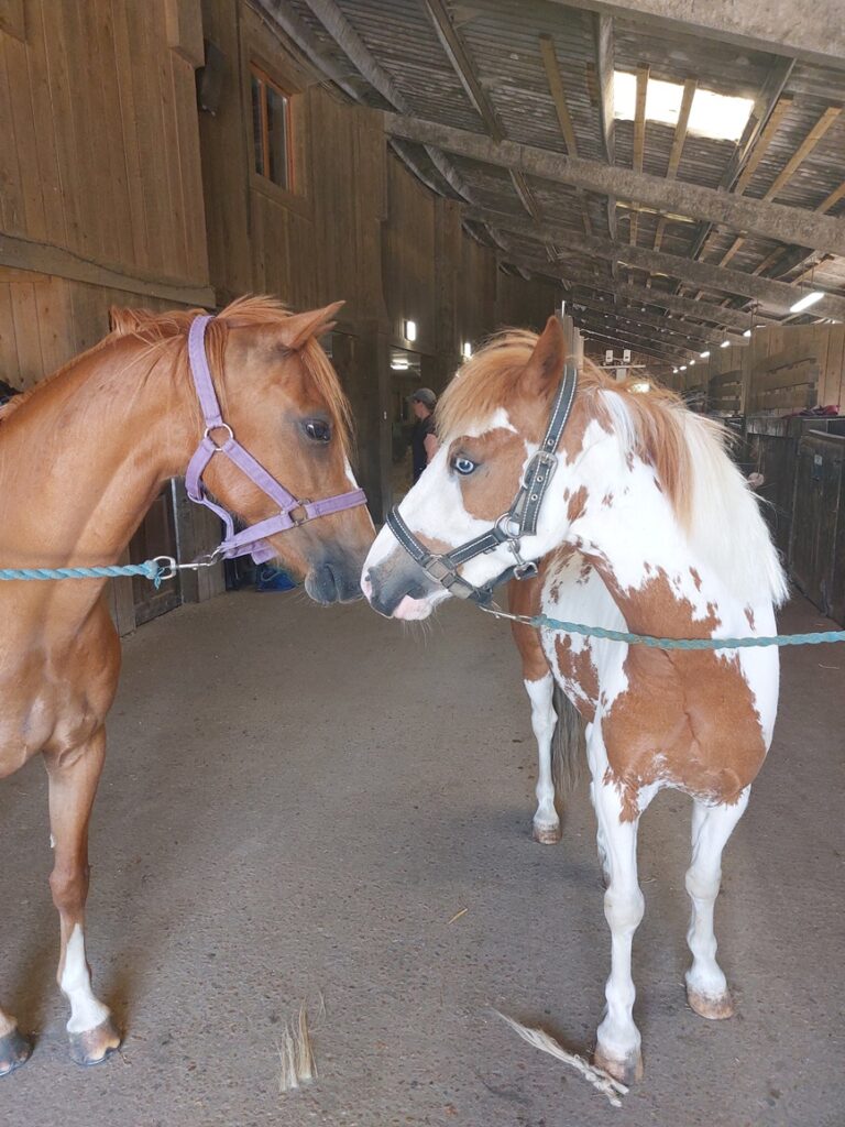 Arya, a chestnut horse wearing a purple halter, stands on the left facing Billy, a white and brown horse with blue eyes and a black halter. The two horses are in a wooden stable, standing close with their noses nearly touching.