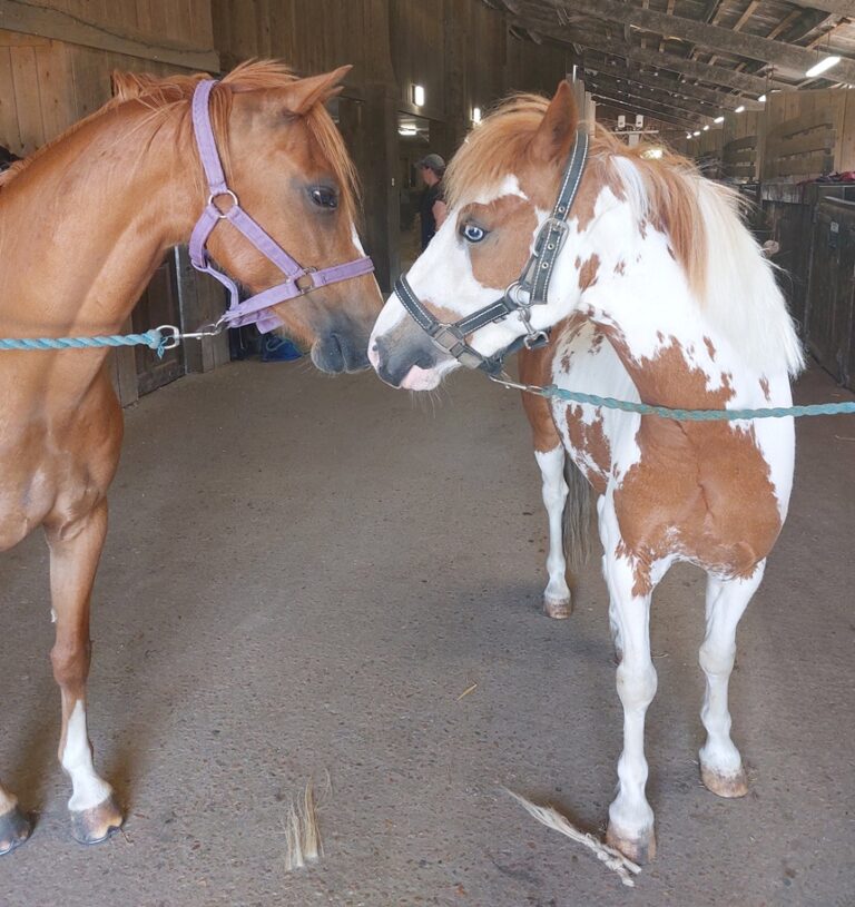 Arya, a chestnut horse wearing a purple halter, stands on the left facing Billy, a white and brown horse with blue eyes and a black halter. The two horses are in a wooden stable, standing close with their noses nearly touching.