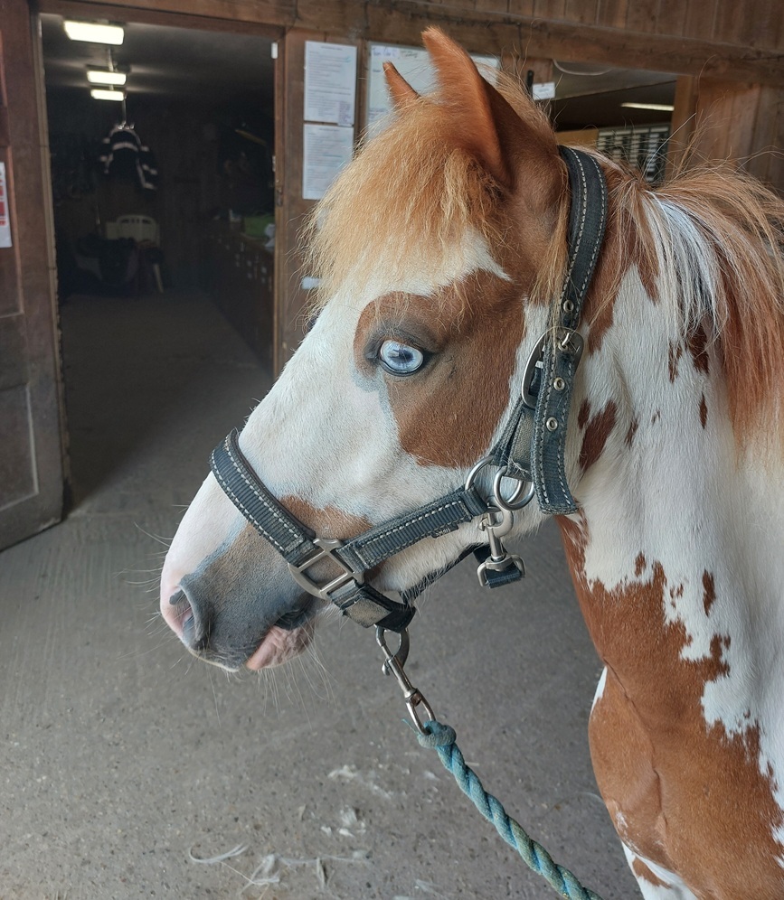 Billy, a white and brown pony with a distinctive blue eye and black halter, stands inside a stable at his new home, Shardeloes Farm.
