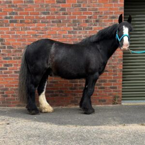 60e24189-a6e1-4555-ba3f-1956b1c43598-300x300