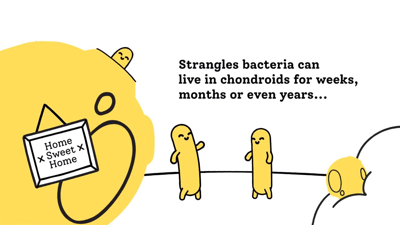 Becoming a strangles carrier