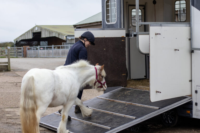 Snowbunting leaving for her new home