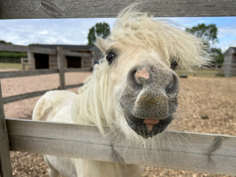 Pika_Image (15) copy