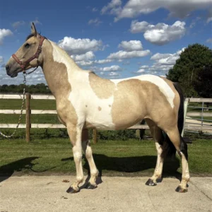 2eeff4a7-06a6-460f-b5cc-a27213bcd04a-300x300