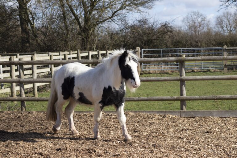 A black-and-white cob horse named Stig stands in an outdoor paddock at Bransby Horses. The horse has a mostly white coat with large black patches on its body and face. The ground is covered with woodchip, and there is a wooden fence behind the horse with green grass and trees in the background under a partly cloudy sky.