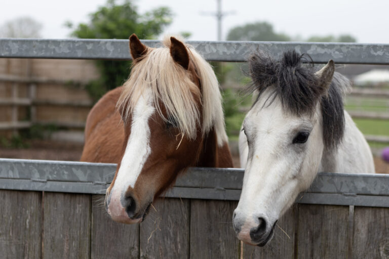 Rusty, a chestnut pony with a light mane, and Cobalt, a grey pony with a dark mane, standing side by side behind a wooden fence with a metal rail in an outdoor paddock.