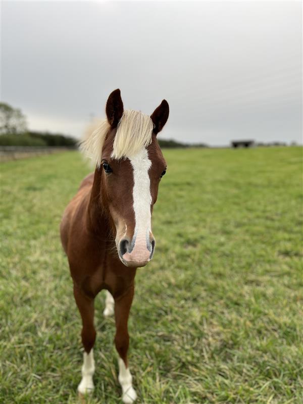 Rusty, a young chestnut pony with a white blaze down the face and light mane, standing on green grass in an open field under an overcast sky.