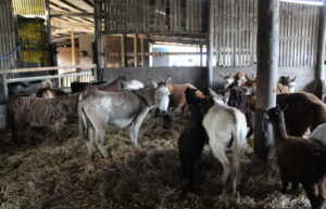 The search for a missing pet led to the discovery of 455 neglected animals living in “abhorrent conditions”.