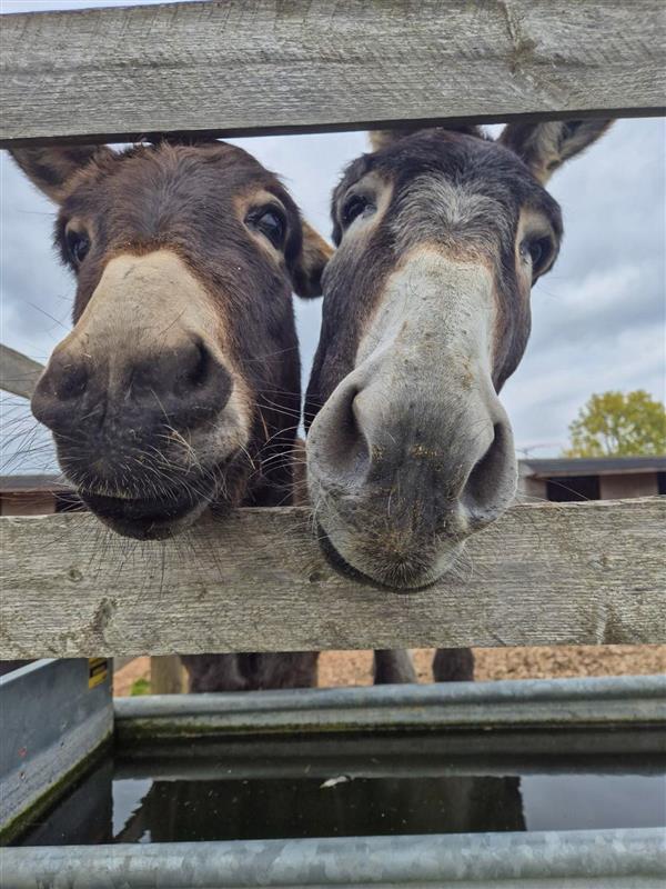 95eb394d-00a0-4bb6-bcca-929debe13da4