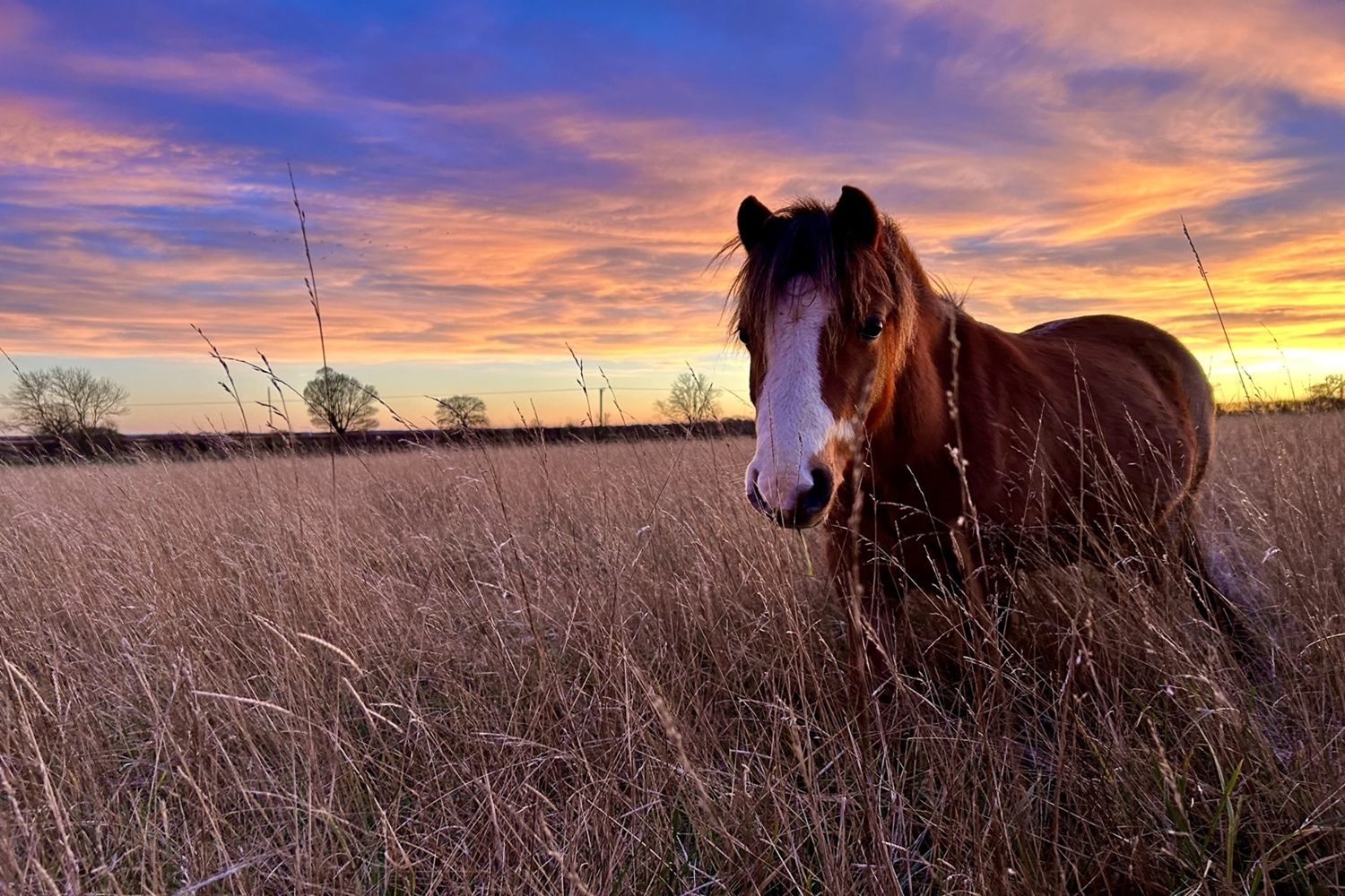 Auburn, a chestnut horse with a white blaze, stands in a field of tall, golden grass during sunset. The sky is filled with vibrant colors of orange, pink, and purple, creating a dramatic backdrop with silhouetted trees on the horizon