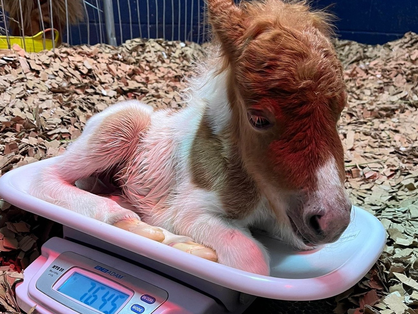 *Credit to Oakham Veterinary Hospital