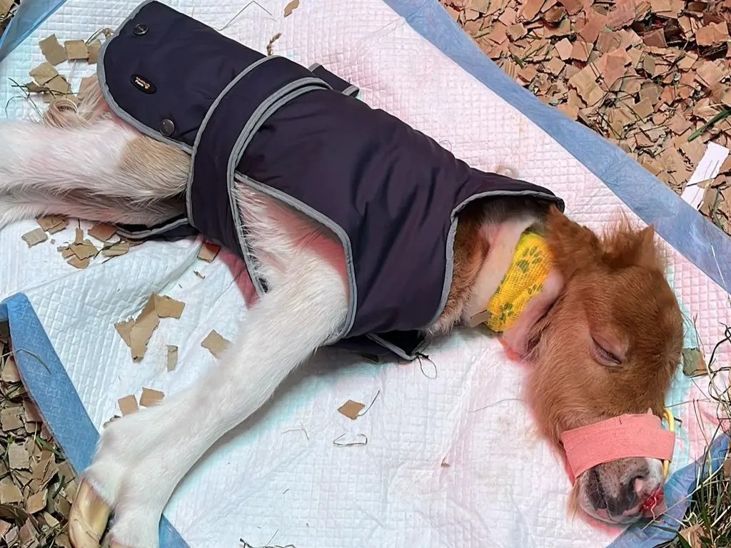 *Credit to Oakham Veterinary Hospital