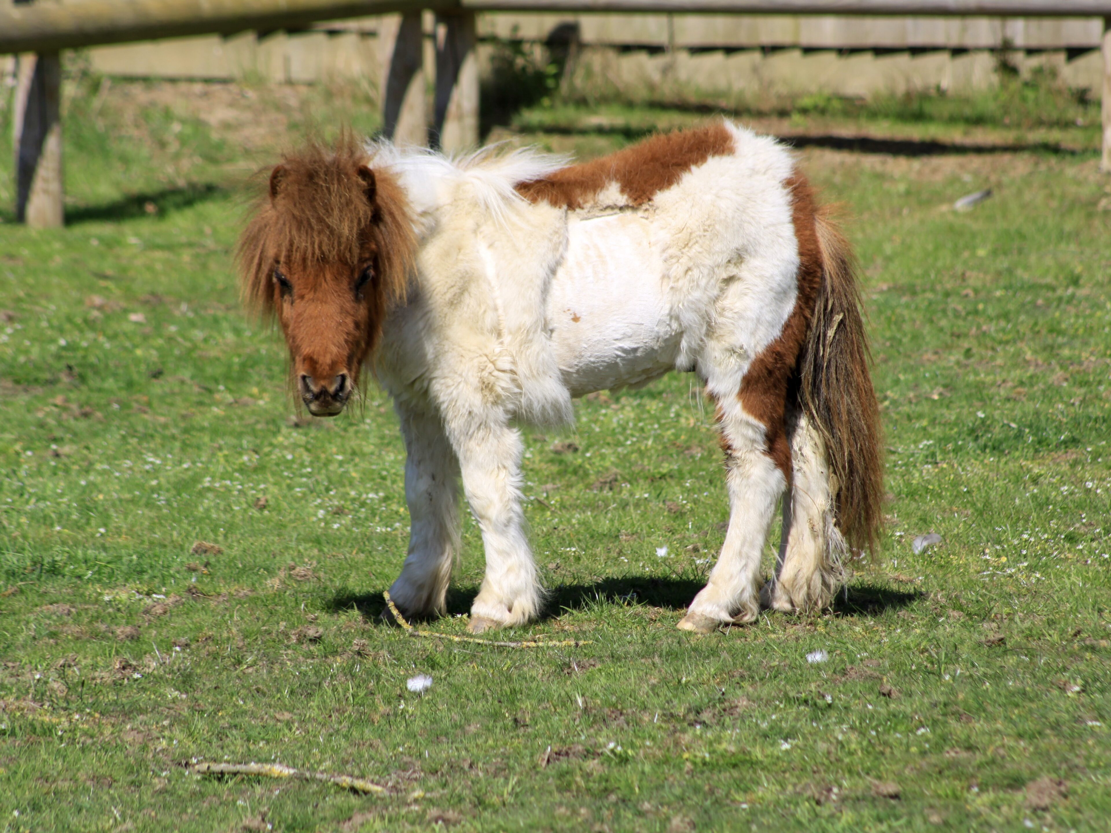 Remus back at Bransby Horses