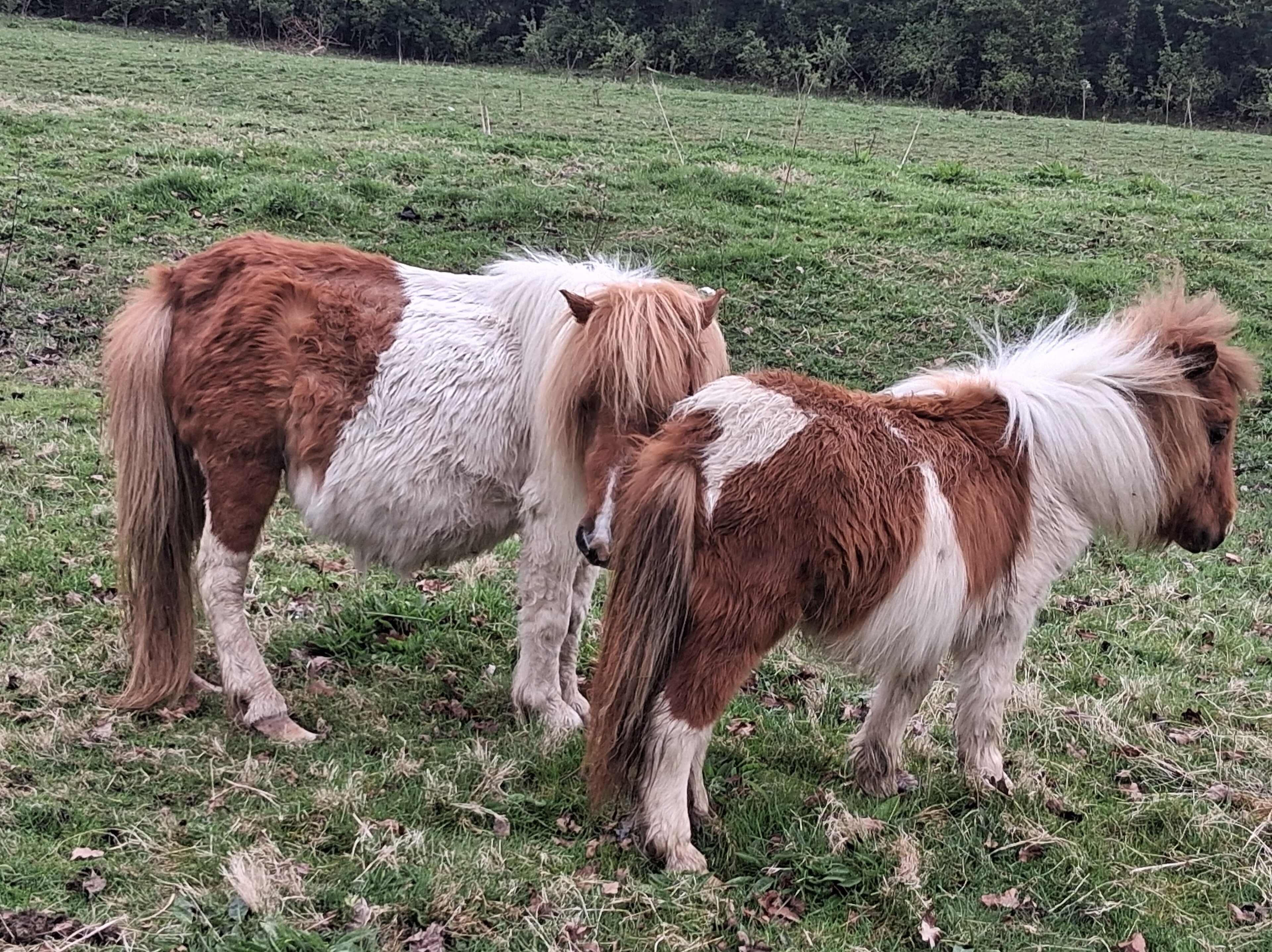 L-R: Miriam & Remus before their rescue