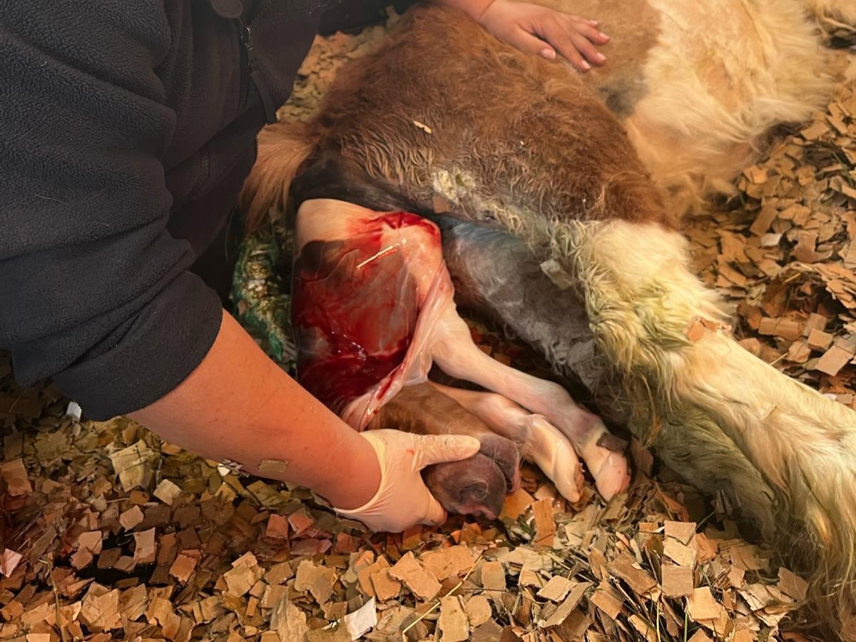 *Credit to Oakham Veterinary Hospital