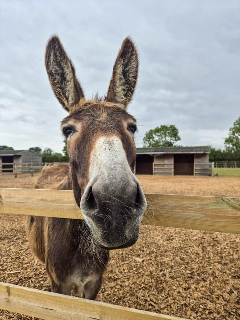 Barney_Media (4) copy