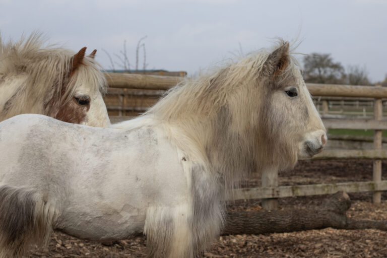 L-R: Snowbunting, Puffin