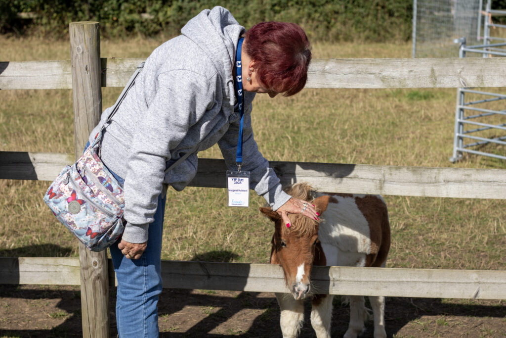 A small brown and white Shetland pony named Tonks stands behind a wooden fence in a grassy paddock. A visitor wearing a grey hoodie and a name badge gently strokes Tonks’ head over the fence. The scene is outdoors on a sunny day with green foliage in the background.