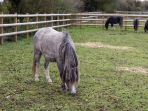Meet Boo, Buffy, Binxs, Bonnie and Blair. Five Welsh ponies who arrived from the Gelligaer and Merthyr common in October.