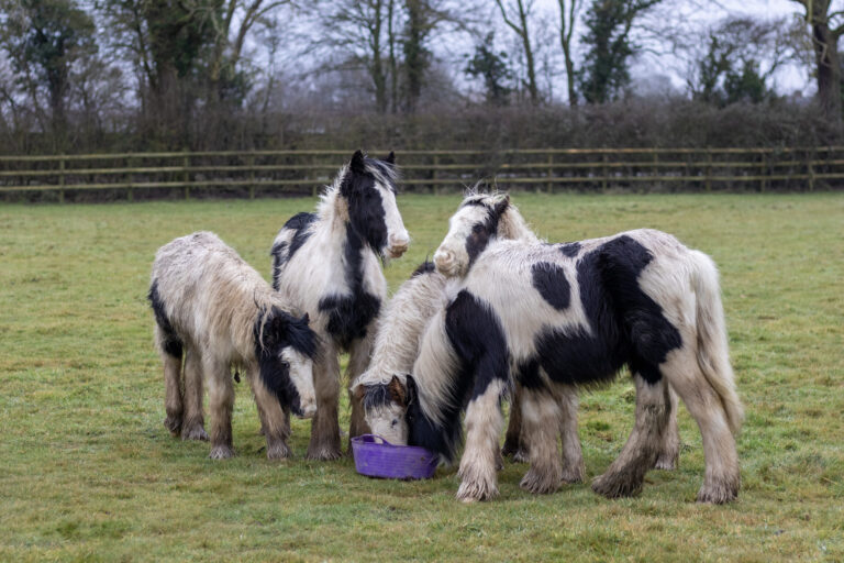 L-R: Valentino, Casanova, Rouge, Cupid, Eros