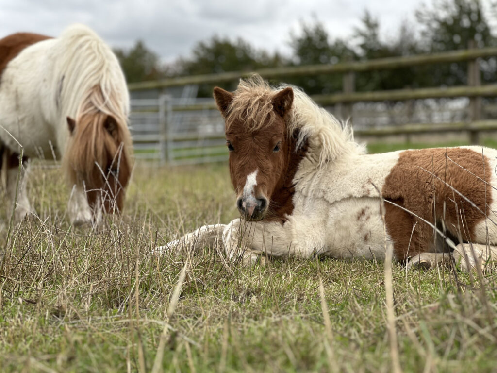 Two Shetland ponies in a grassy paddock. Tonks, a small brown and white pony, is lying down in the foreground looking toward the camera. Miriam, a larger pony with a white coat and brown patches, is grazing in the background near a wooden fence. The scene is outdoors under a cloudy sky