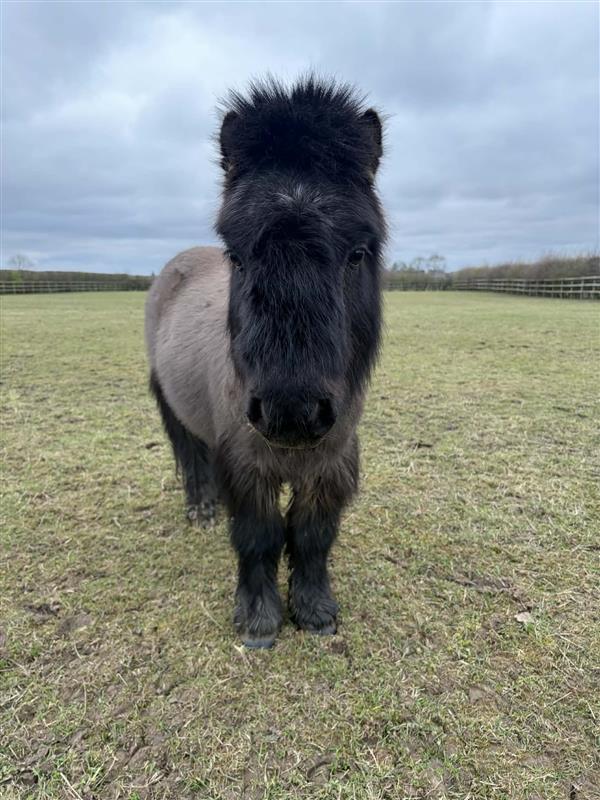 Black shetland pony with a body clip stood in a field looking at the camera