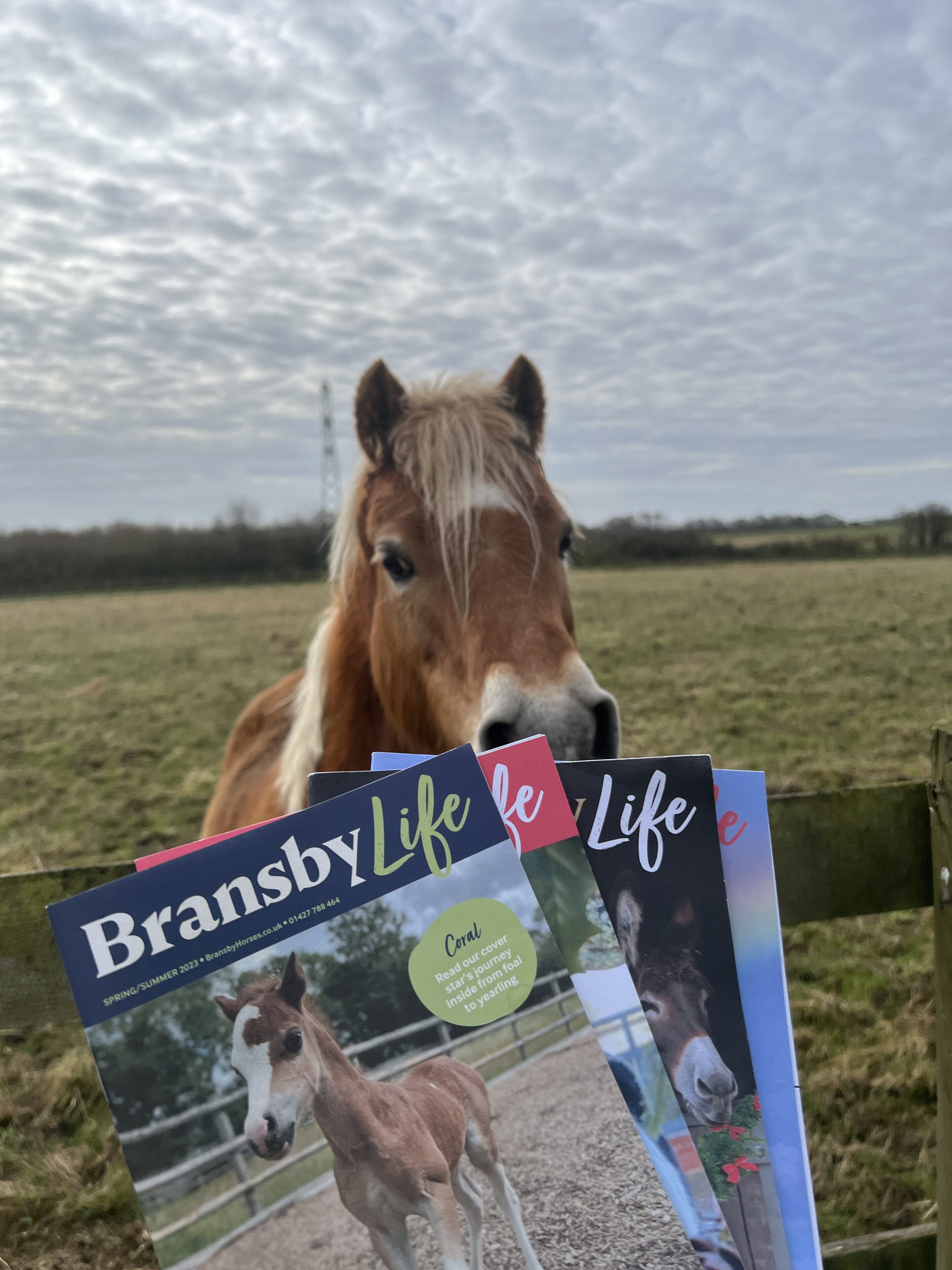 A horse standing behind a fence in a field, with several copies of Bransby Life magazine held up in the foreground.