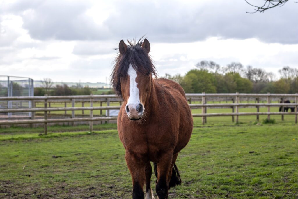 Every equine that arrives at Bransby Horses requires a training and handling regime tailored specifically to them, with some more complex than others.