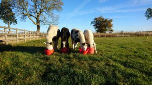 This Cheese Lovers Day we’re catching up with four equines known at Bransby Horses as The Cheese Group.