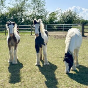 Following an abandonment, five young colts were taken in by Bransby Horses, just in time for Valentine’s Day last year.
