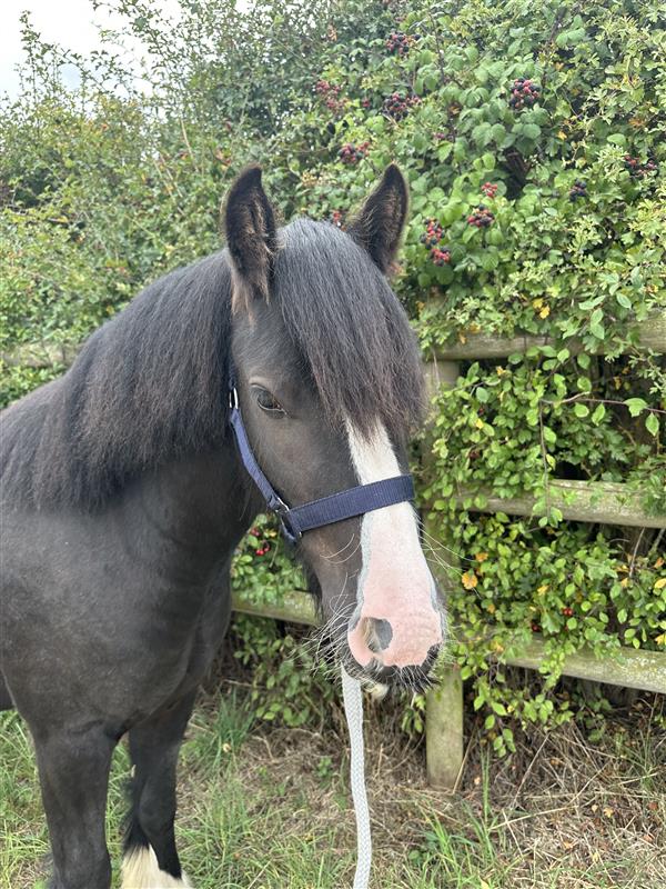 015d2451-6c58-490c-bae5-02f61c07529b