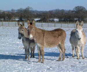 On 12th February 2026, Bransby Juliet sadly passed away, leaving a large hole in the hearts of her family.