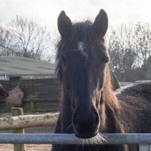 One Eye on the Future: Iris’ Journey from Appleby to Lincoln