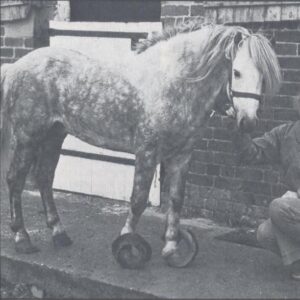 Old photo of a dappled grey pony with extremely overgrown hooves