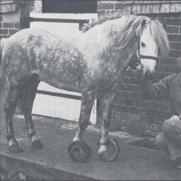 Old photo of a dappled grey pony with extremely overgrown hooves