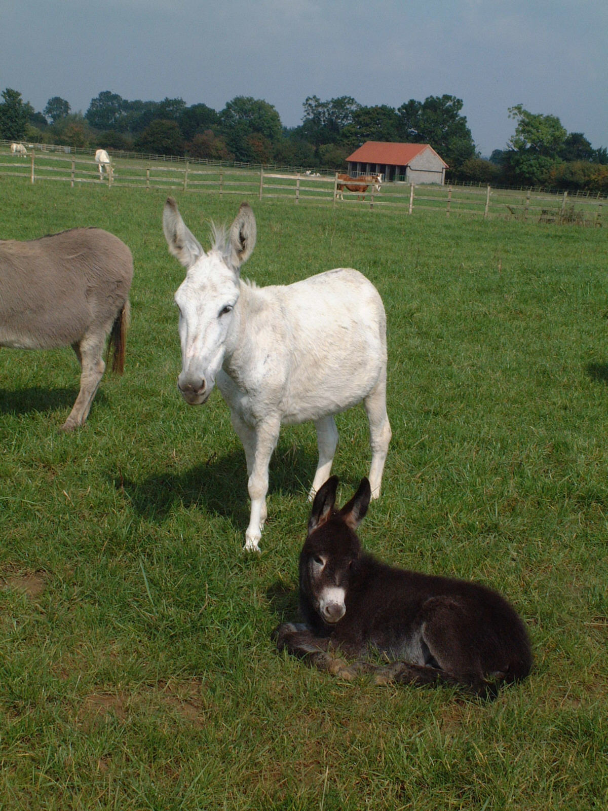 White: JulietFoal: Othello