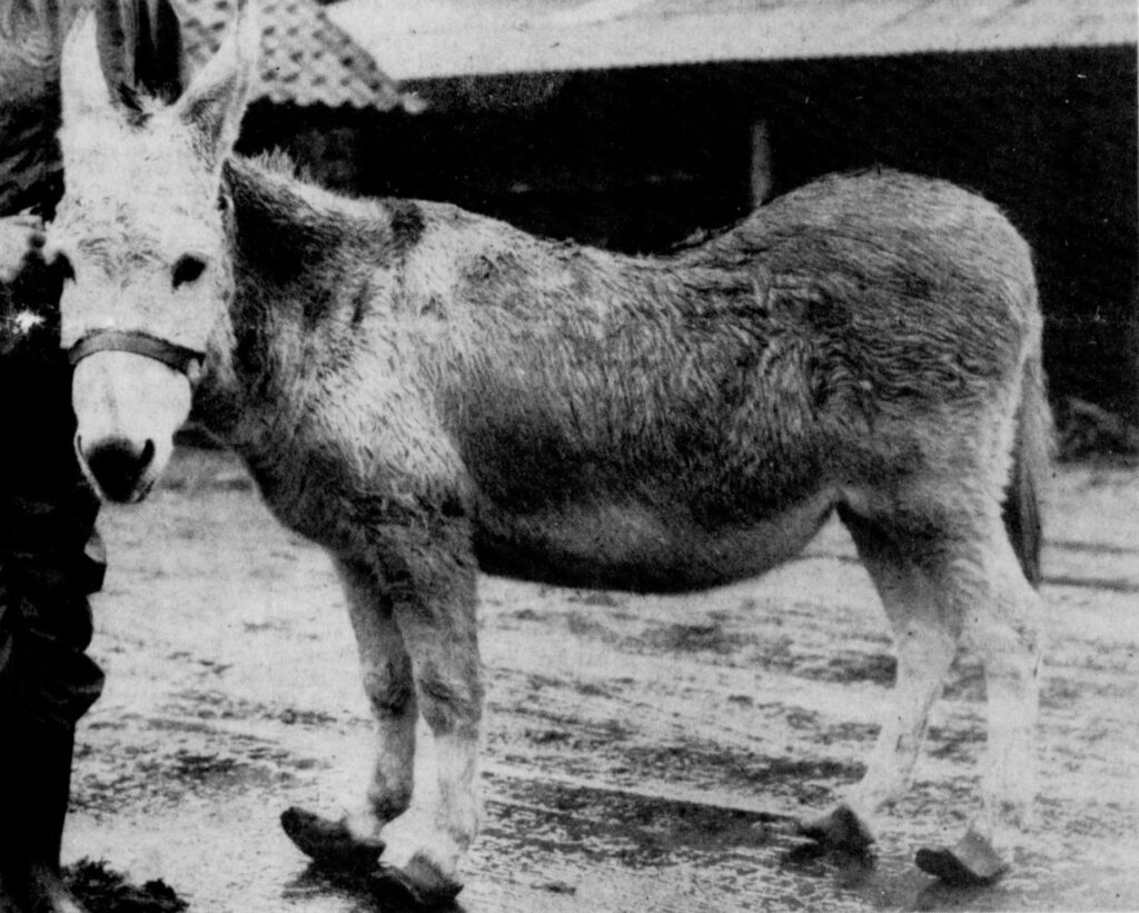 old newspaper photo of a donkey with long hooves that have started to 'slipper'