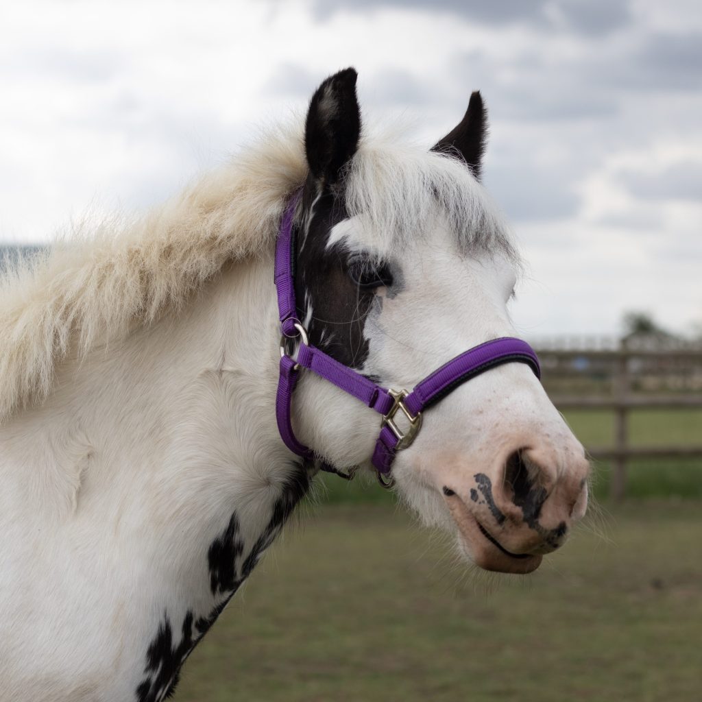 headshot of a black and white cob wearing a purple headcollar