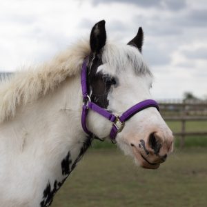headshot of a black and white cob wearing a purple headcollar