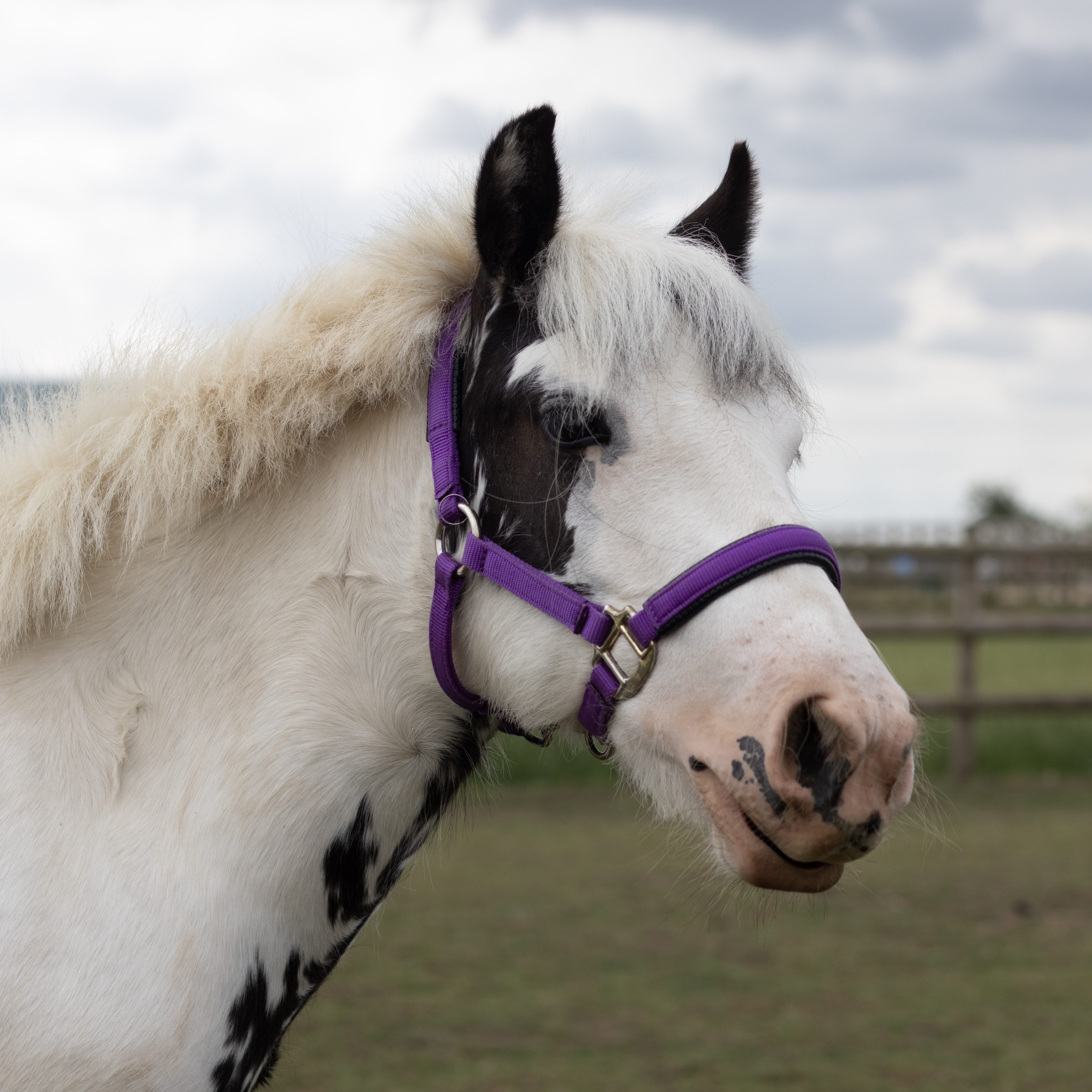 headshot of a black and white cob wearing a purple headcollar