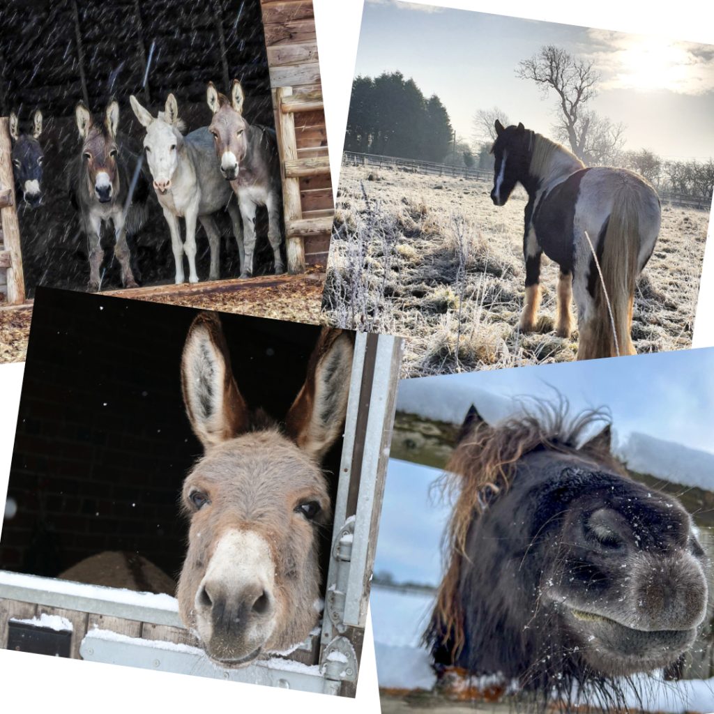 Bransby Horses Christmas Cards - Pack of 8